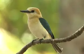 Martin pescatore di Niau