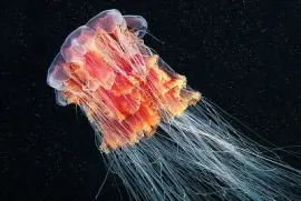 Medusa crinea di leone