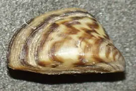 Cozza zebrata