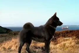 Norsk buhund
