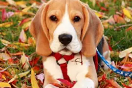 143.- CACHORRO jigsaw puzzle