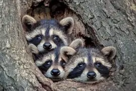 CENÁRIO K652 jigsaw puzzle