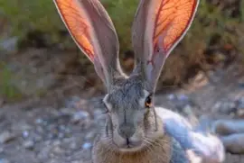 CENÁRIO K653 jigsaw puzzle