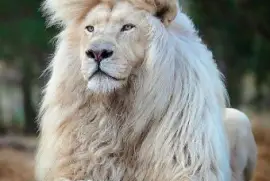 CENÁRIO K654 jigsaw puzzle