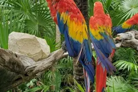 CENÁRIO K655 jigsaw puzzle