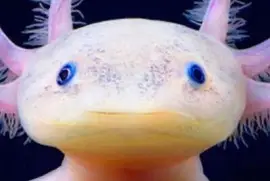 ajolote albino