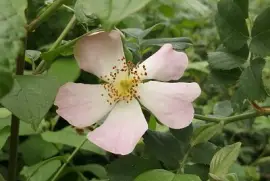 rosa canina jigsaw puzzle