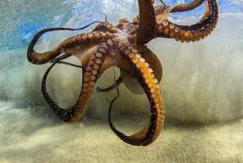 CENÁRIO K660 jigsaw puzzle