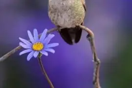 CENÁRIO K662 jigsaw puzzle