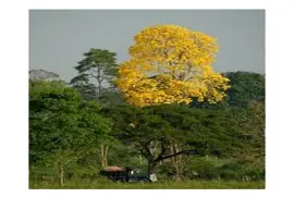 Araguaney jigsaw puzzle