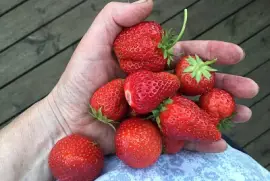 Strawberries in hand