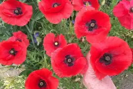 Red Poppies