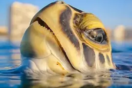 CENÁRIO K664 jigsaw puzzle