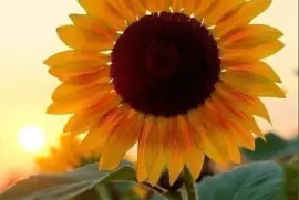 CENÁRIO K668 jigsaw puzzle