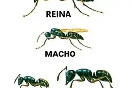 פאזל של CASTAS