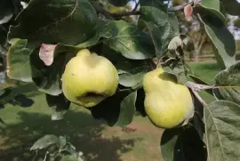 mele cotogne jigsaw puzzle