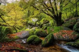 Forêt de Huelgoat Bretagne jigsaw puzzle