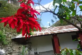 flor de navidad en la quebrada