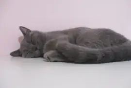 חתולה בריטית