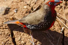 Diamante variopinto jigsaw puzzle