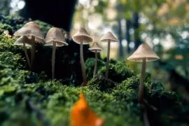Autumn Mushrooms