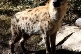 Hyene des cavernes