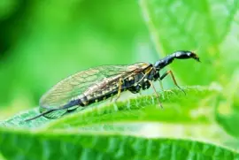 פאזל של Raphidioptera