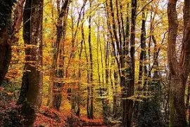 Ploemeur Parc de Kerihuer jigsaw puzzle