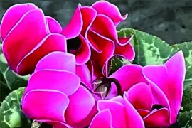 花漾 jigsaw puzzle