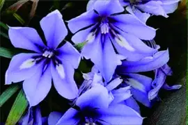 花漾 jigsaw puzzle