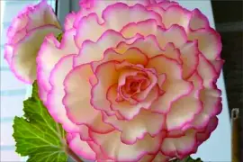 花漾 jigsaw puzzle