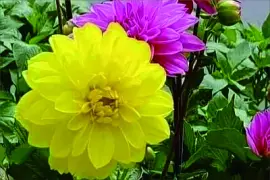 花漾 jigsaw puzzle