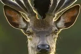 amigos jigsaw puzzle