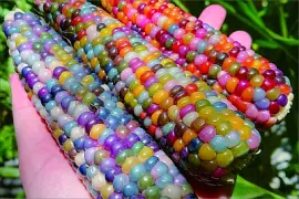 玉米 jigsaw puzzle