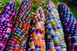 玉米 jigsaw puzzle