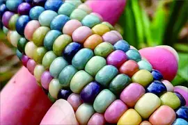 玉米 jigsaw puzzle