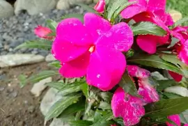 FLORES jigsaw puzzle