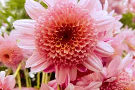 FLORES jigsaw puzzle