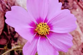 FLORES jigsaw puzzle