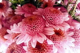 FLORES jigsaw puzzle