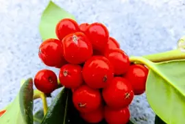 NATURALEZA jigsaw puzzle