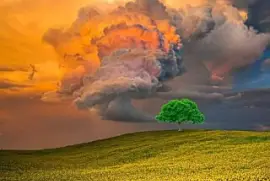 girasoles jigsaw puzzle