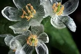 flores cristal jigsaw puzzle