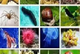 ANIMALES INVERTEBRADOS jigsaw puzzle