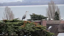 Héron Neuchâtel jigsaw puzzle