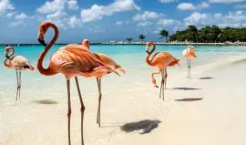 Flamands roses sur une plage jigsaw puzzle