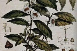 pianta jigsaw puzzle