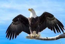 Aguila real jigsaw puzzle