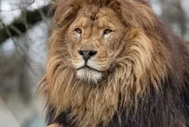 lion