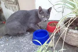 Mora recién llegada